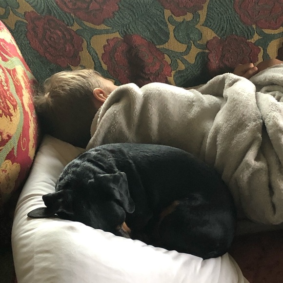 DOG FRIENDLY ENVIRONMENT😂 - Picture 5 of 16